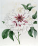 Pivoine arbustive double blanche - Sydenham Edwards — vy av konstverket