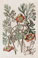 Pivoine californienne de Douglas - Sydenham Edwards — vy av konstverket