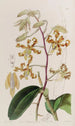 Dendrobium terne - Sydenham Edwards — vy av konstverket