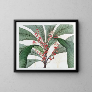 Sydenham Edwards - Elegant Clavija.webp