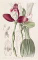 Lycaste à fleurs régulières - Sydenham Edwards — vy av konstverket