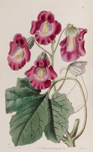 Sydenham Edwards - Fragrant Martynia.webp