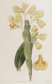 Dendrobium sillonné - Sydenham Edwards — vy av konstverket