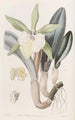 Brassavola glauque - Sydenham Edwards — vy av konstverket