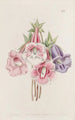 Gloxinia speciosa - Sydenham Edwards — vy av konstverket