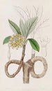 Edgeworthia dorée - Sydenham Edwards — vy av konstverket