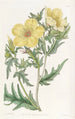 Bartonie à fleurs dorées - Sydenham Edwards — vy av konstverket