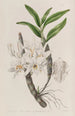 Dendrobium med gyllene blommor - Sydenham Edwards — vy av konstverket