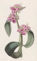 Tradescantia med droppande fogar - Sydenham Edwards — vy av konstverket