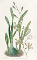 Epidendrum gracieux - Sydenham Edwards — vy av konstverket
