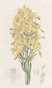 Chloraea à nervures vertes - Sydenham Edwards — vy av konstverket