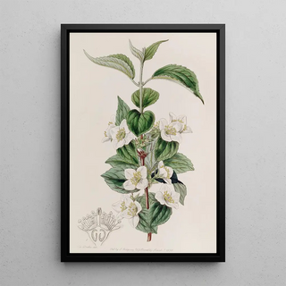 Sydenham Edwards - Hairy Syringa.webp