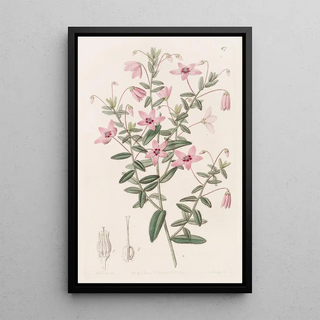 Sydenham Edwards - Hairy Tetratheca.webp