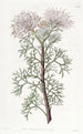 Isopogon elegant - Sydenham Edwards — vy av konstverket