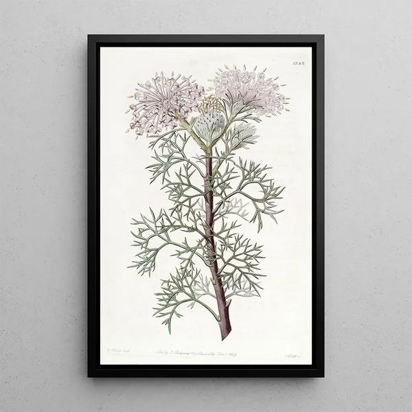 Sydenham Edwards - Handsome Isopogon.webp