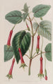 Fuchsia med hängande blad - Sydenham Edwards — vy av konstverket