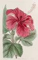 Hibiscus cameronifulgens - Sydenham Edwards — vy av konstverket