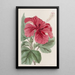 Hibiscus cameronifulgens - Sydenham Edwards — inramlat konstverk på väggen