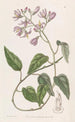 Solanum à pétales crochus - Sydenham Edwards — vy av konstverket