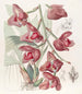 Péristéria de Humboldt - Sydenham Edwards — vy av konstverket