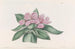 Tradescantia iridescente - Sydenham Edwards — vy av konstverket