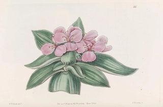 Sydenham Edwards - Iridescent tradescantia.webp