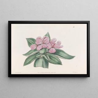 Sydenham Edwards - Iridescent tradescantia.webp
