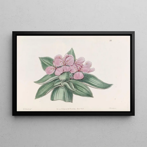 Sydenham Edwards - Iridescent tradescantia.webp