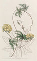 Stigmaphyllon à feuilles de Jatropha - Sydenham Edwards — vy av konstverket