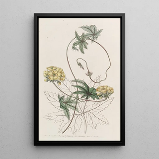 Sydenham Edwards - Jatrophaleaved Stigmaphyllon.webp