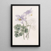 Colombine joyeuse - Sydenham Edwards — inramlat konstverk på väggen
