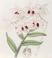 Dendrobium av Lady Dalhousie - Sydenham Edwards — vy av konstverket
