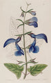 mexikansk salvia med stora blå blommor - Sydenham Edwards — vy av konstverket