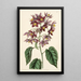 söt-bitter med stora ståndare - Sydenham Edwards — inramlat konstverk på väggen