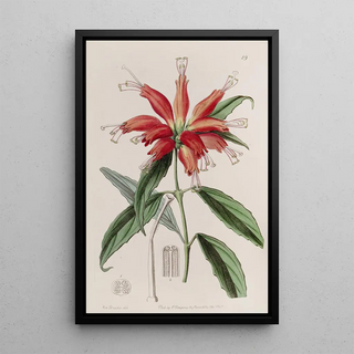 Sydenham Edwards - Largeflowered Blushwort.webp