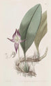 Bulbophyllum à grandes fleurs - Sydenham Edwards — vy av konstverket