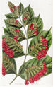 Combretum med stora blommor - Sydenham Edwards — vy av konstverket