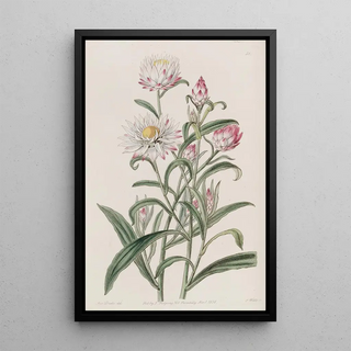 Sydenham Edwards - Largeflowered Helichrysum.webp