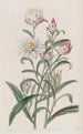 Hélichrysum à grandes fleurs - Sydenham Edwards — vy av konstverket