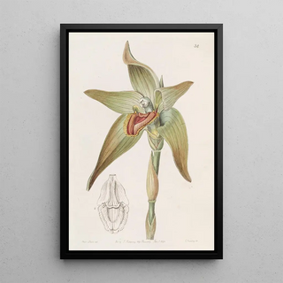 Sydenham Edwards - Largeflowered Lycaste.webp