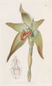 Lycaste à grandes fleurs - Sydenham Edwards — vy av konstverket