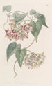 Philibertia à grandes fleurs - Sydenham Edwards — vy av konstverket