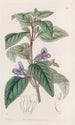 Wingpoint à grandes fleurs - Sydenham Edwards — vy av konstverket