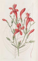 Ruellia à grandes feuilles - Sydenham Edwards — vy av konstverket
