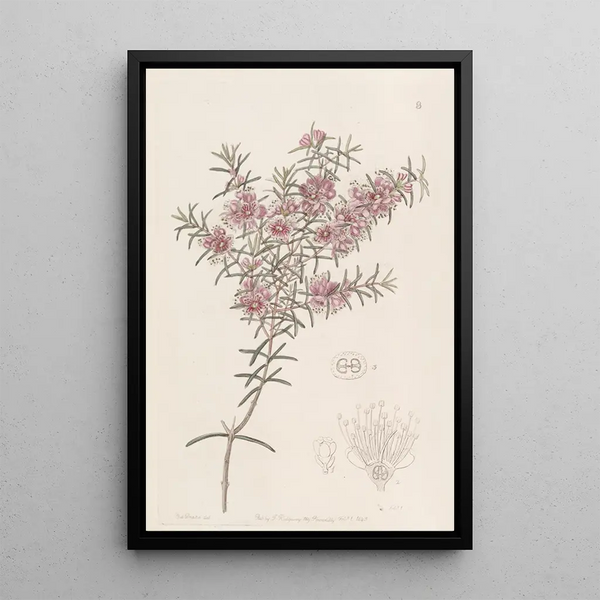 Sydenham Edwards - Larger Peach Myrtle.webp