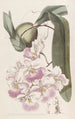 Odontoglossum med citrondoft - Sydenham Edwards — vy av konstverket