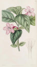 Ruellia à fleurs lilas - Sydenham Edwards — vy av konstverket