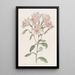 Alstroemeria rayée - Sydenham Edwards — inramlat konstverk på väggen