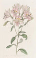 Alstroemeria rayée - Sydenham Edwards — vy av konstverket