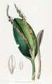 Pleurothallis à tête de lézard - Sydenham Edwards — vy av konstverket